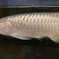 高背金龍　水槽・上部フィルター　